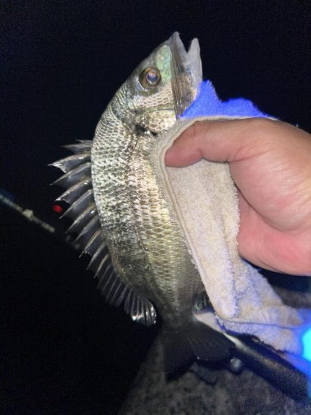 今日は青流してチヌ！