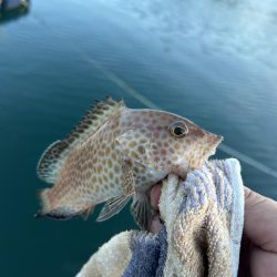 台風前にこそっとオオモン