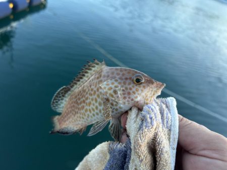 台風前にこそっとオオモン