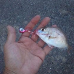 色々釣れました