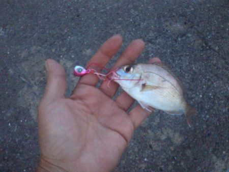 色々釣れました