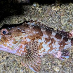 昼は暑い→夜釣り