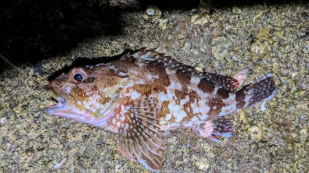 昼は暑い→夜釣り