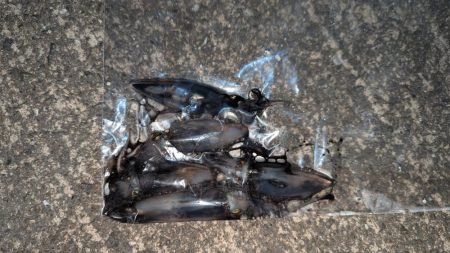 スッテでケンサキイカ