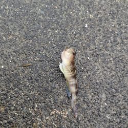 台風直前キス釣り