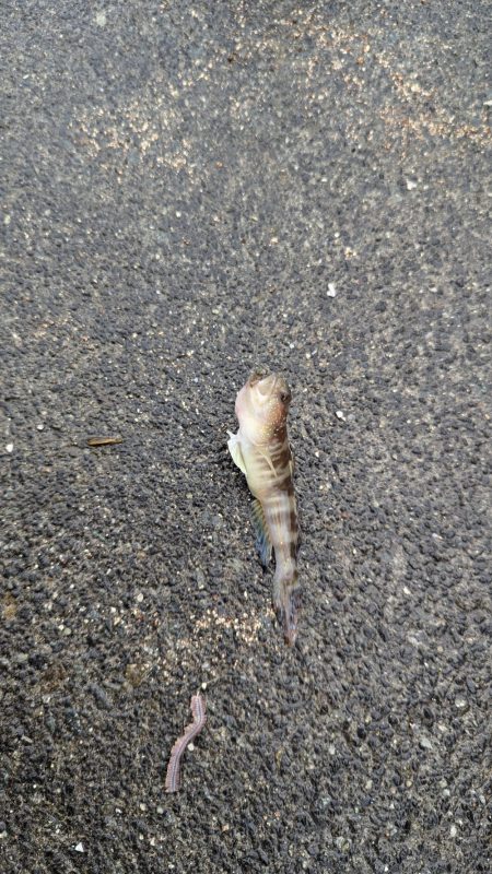 台風直前キス釣り