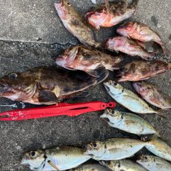 ガシラたくさん釣れました