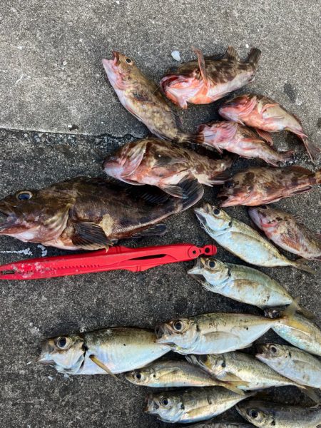 ガシラたくさん釣れました