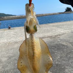 晩夏のエギング