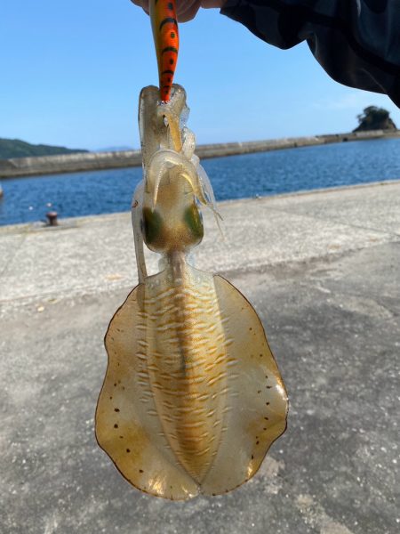 晩夏のエギング