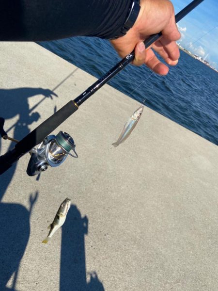 夏バテのシロギスタ