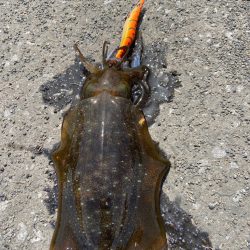 夏烏賊エギング