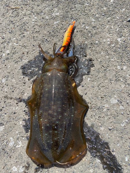 夏烏賊エギング