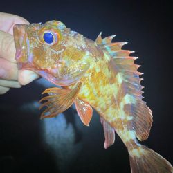 魔界の激安ジグヘッドの貫通は良き