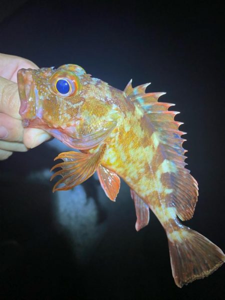 魔界の激安ジグヘッドの貫通は良き