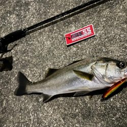 約半年ぶりのスピニングでの釣行もやっぱり楽しい!