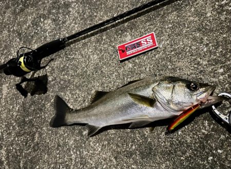 約半年ぶりのスピニングでの釣行もやっぱり楽…