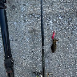 やはりまだちっちゃかった………