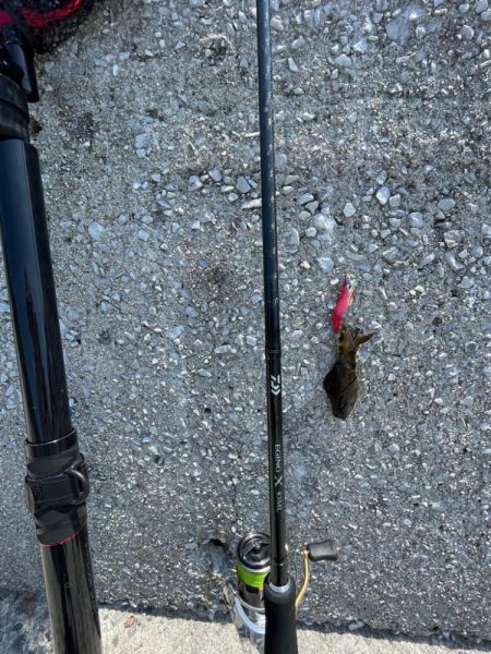 やはりまだちっちゃかった………