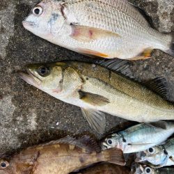 エビ撒きで、ガシラ大アジ好調です♪