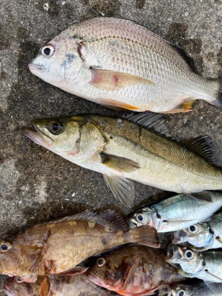 エビ撒きで、ガシラ大アジ好調です♪