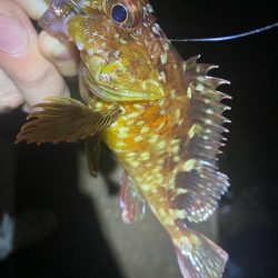 ついにボウズ脱出