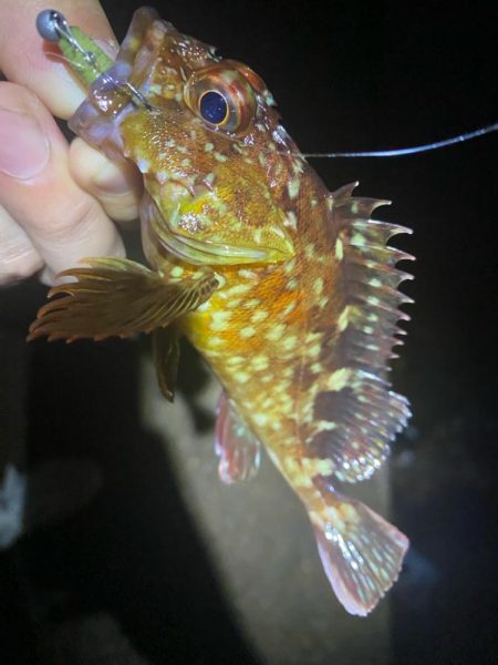 ついにボウズ脱出