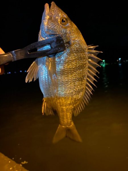 アジ…ング？釣査