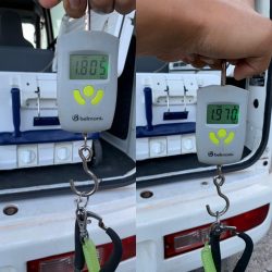 ローデッド大活躍