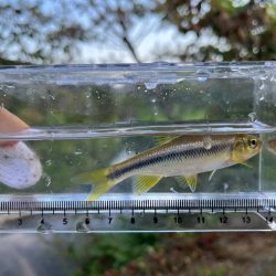 カワムツと遊ぶ