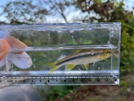 カワムツと遊ぶ