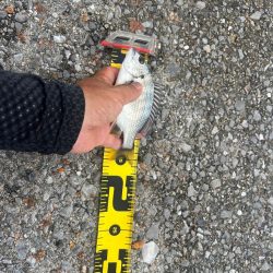 久々のチヌ釣り