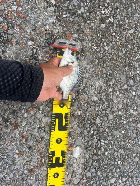 久々のチヌ釣り