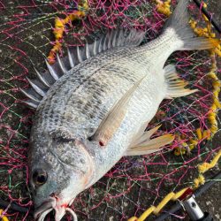 ヘチってきました