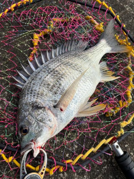 ヘチってきました