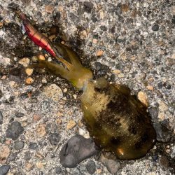 アオリ調査のため久しぶりの釣りへ