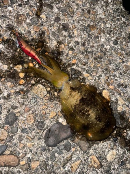 アオリ調査のため久しぶりの釣りへ