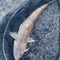 真夏のショアジギング