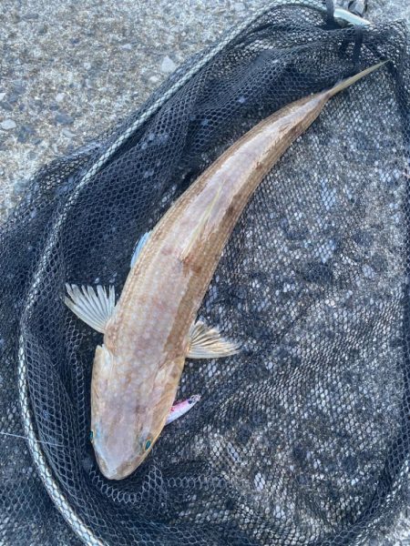 真夏のショアジギング