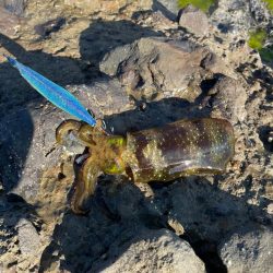 早めの秋イカ開幕