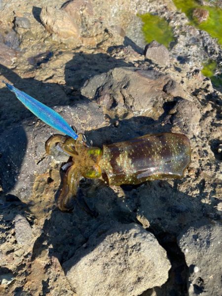 早めの秋イカ開幕