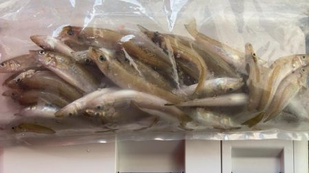 今週もシロギス釣り好調