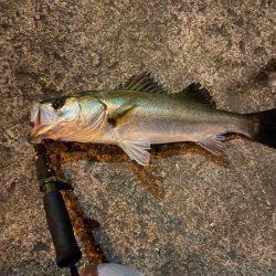 嬉しい釣行でした。