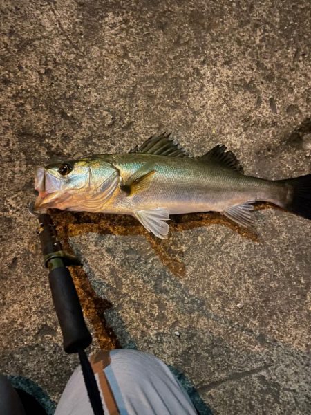 嬉しい釣行でした。