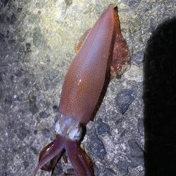 なんとか良型釣れました