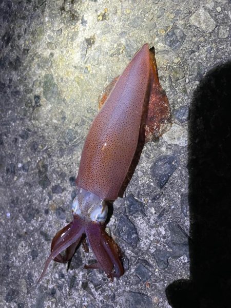 なんとか良型釣れました