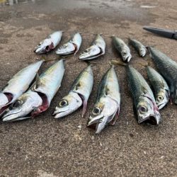 やっぱり釣り大好き！