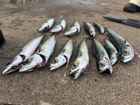 やっぱり釣り大好き！