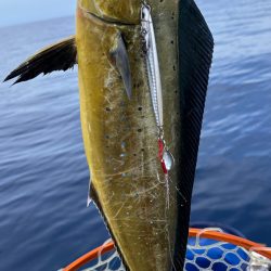 マイボートで残暑のアマダイ釣行！