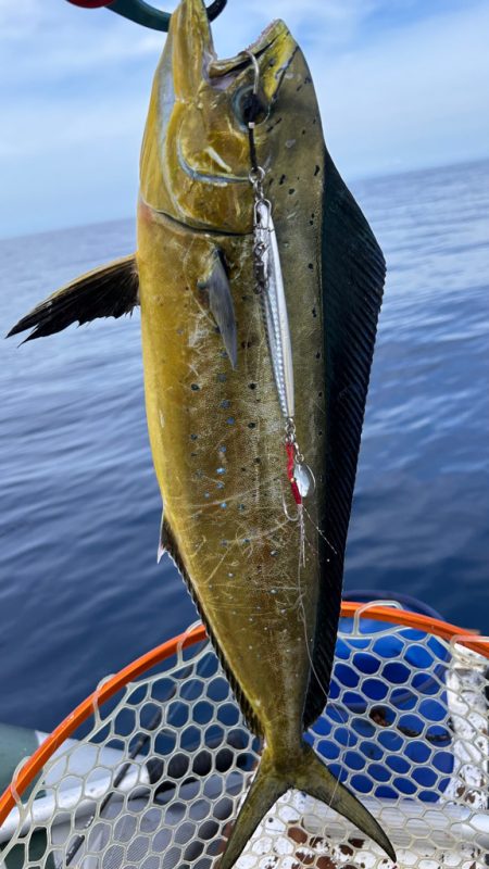 マイボートで残暑のアマダイ釣行！